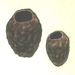 Paprastasis taukius