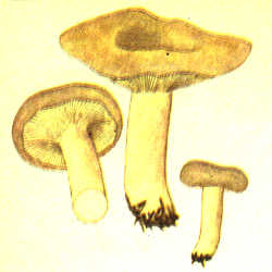 Paprastasis piengrybis