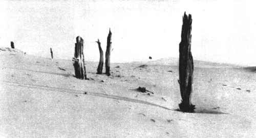 Senojo miško palikuonys į pietus nuo Nidos Senojo miško palikuonys į pietus nuo Nidos